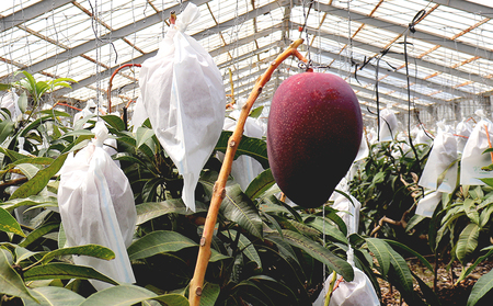 【2024年発送】ミツバチの受粉で育てた喜久川さんの完熟マンゴー1kg ◆秀品◆