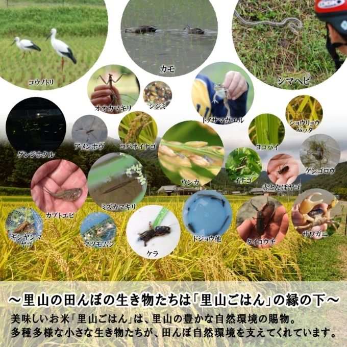 米 【令和7年産】 キヌヒカリ 5kg 精米 奥播州源流 芥田川産 