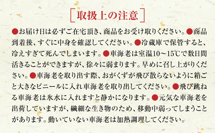 【配送地域限定・年内配送】活きたまま直送！活車海老(養殖) 計300g（6-12尾）/ エビ えび 海老 生えび 刺身 海鮮 / 佐賀県 / 拓水 浜崎クルマエビセンター [41ABAI001]