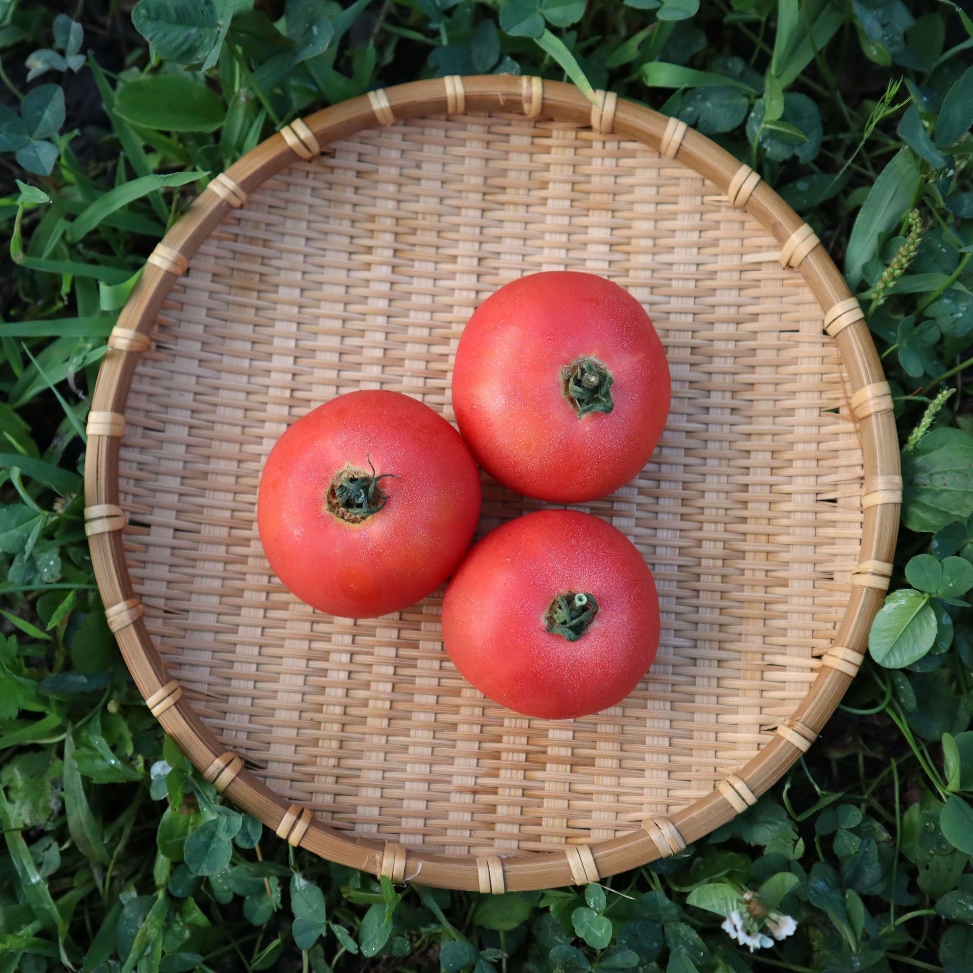 【2026年予約】極旨トマトクール便 北海道壮瞥町産 スイート2kg 中玉トマト SBTAJ018