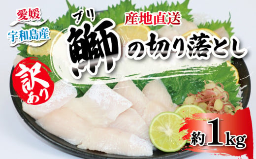 訳あり ブリ 切り落とし 計約 1kg セット （ 250g ×  4 パック ） 南予ビージョイ わけあり 養殖 鰤 ぶり 不揃い 刺身 漬け丼 茶漬け 鰤しゃぶ ぶりしゃぶ 冷凍 小分け 流水解凍 便利 新鮮 宇和海 産地直送 海産物 特産品 国産 愛媛 宇和島  D010-150002