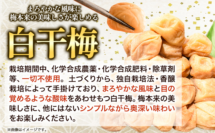 高級南高梅白干梅1kg網代模様仕上紀州塗箱入り澤株式会社《90日以内に出荷予定(土日祝除く)》梅干し白干梅紀州南高梅紀州塗---wsh_swa4_90d_24_20000_1kg_a---