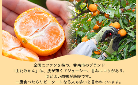 柑橘 山北みかん 大玉サイズ L・2L混合 約5kg 柑橘 yk-0079