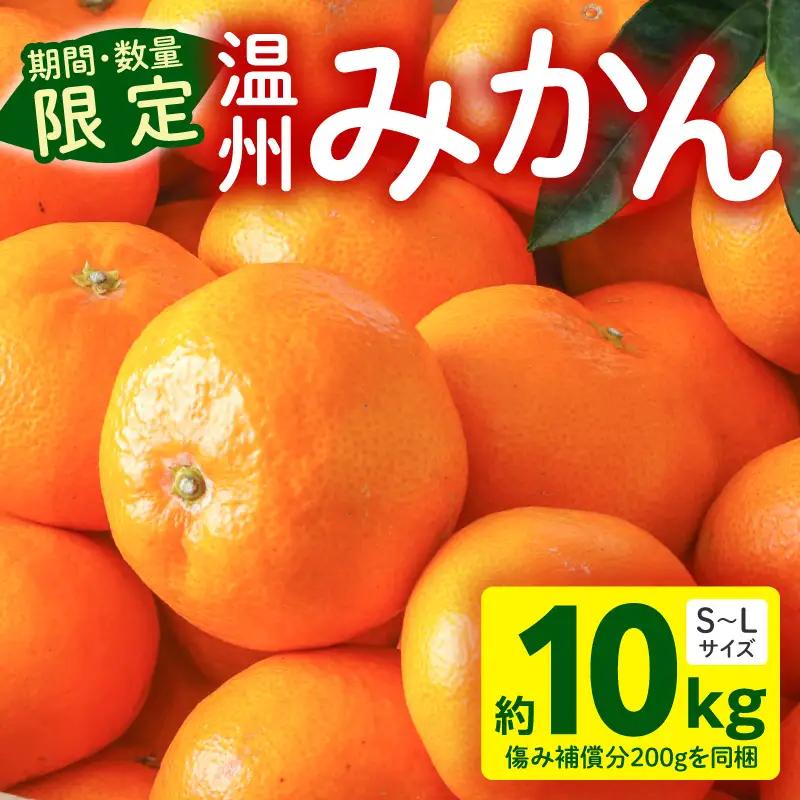 果物 温州みかん 果物[10kg 傷み補償分200gを同梱 2026年～2027年発送先行予約]