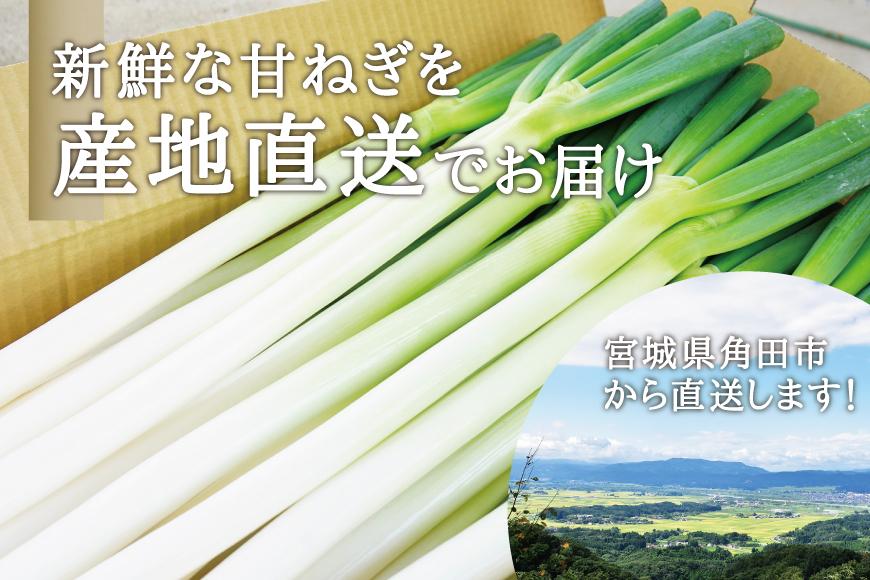 カマシチねぎ屋 旬の甘ねぎ 5kg（約27本～42本）【12月下旬より順次発送】