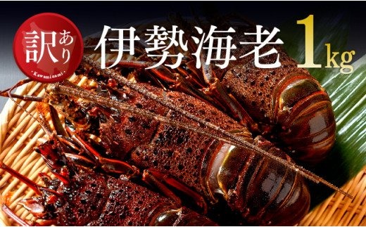 【訳あり】冷凍伊勢海老1kg（2～7尾） 【 伊勢海老 イセエビ 訳あり 魚介 】 [C01706]