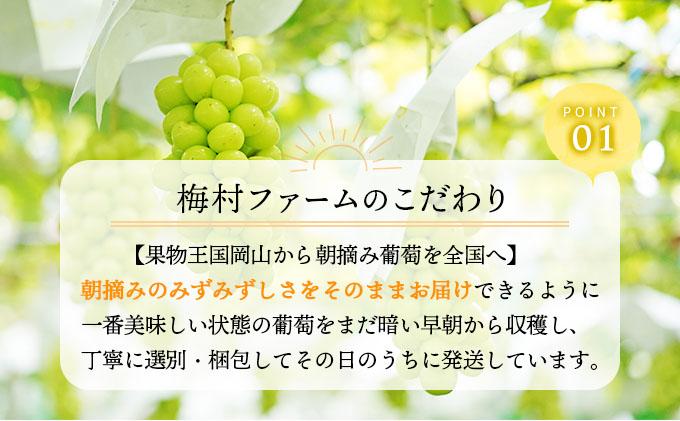 ＜2025年発送分 先行予約＞梅村ファーム 朝摘み直送 シャインマスカット（3房〜5房 約2kg）【030-a006】
