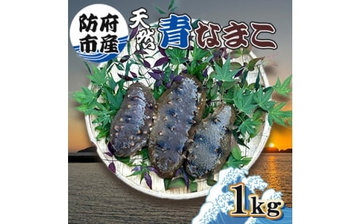 防府市産天然青なまこ1kg【1687984】