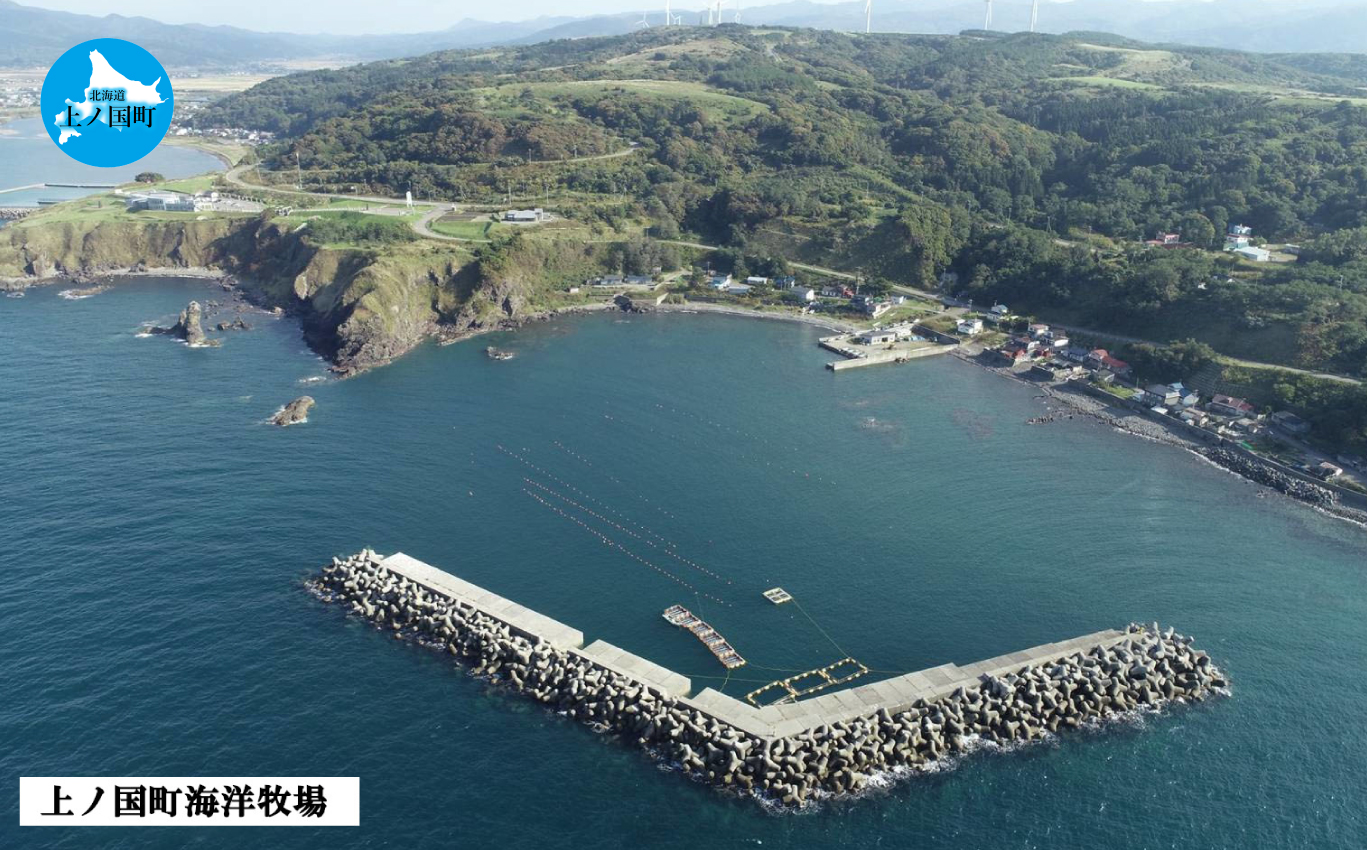 北海道産 上ノ国町 海洋牧場育ち養殖活蝦夷あわび（7㎝以上×6個）