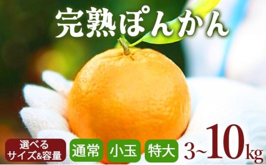 
                  【先行予約】 ＜選べるサイズ・容量＞ 完熟ぽんかん 3kg～10kg
                