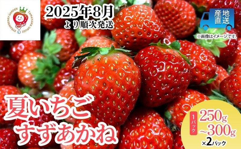 
            盛岡夏いちご (すずあかね) 盛岡市玉山から産地直送！ 250g～300g × 2パック 苺 クール便 数量限定 岩手 果物類 イチゴ 
          