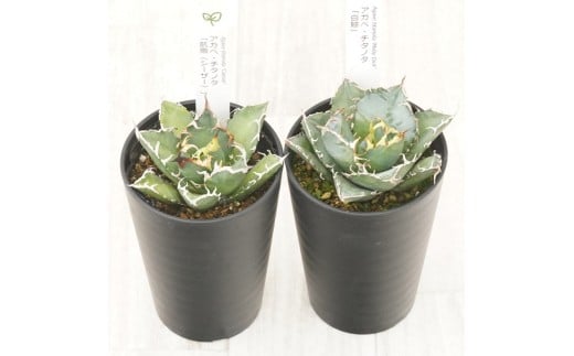 多肉植物 インテリア アガベ チタノタ銘品3種 セット 3.5号鉢 白鯨 赤猫 シーザー 四国ガーデン 人気 観葉植物 グリーン リラックス 伊予市｜D55