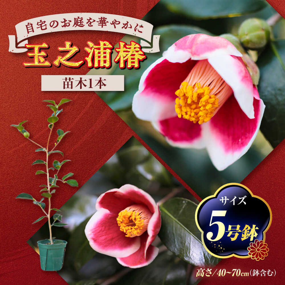 【ふるさと納税】椿 「玉之浦-たまのうら-」 5号鉢 苗木 / 植物 椿名花 花 苗 鉢植え / 稲沢市 / 椿園株式会社[BMBI007]