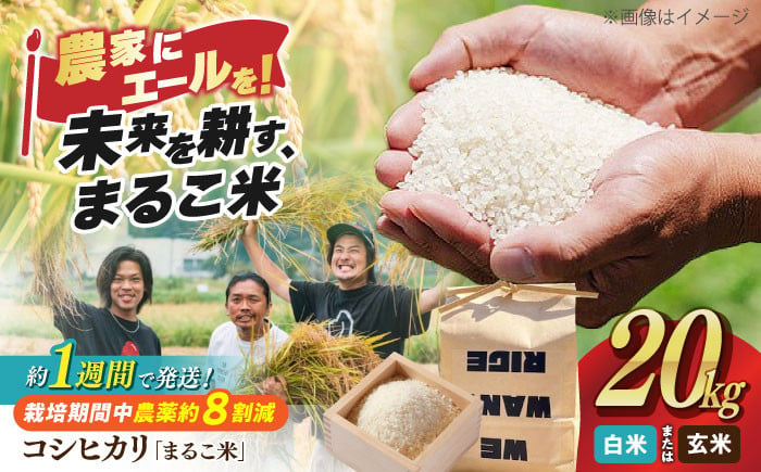 
            【スピード配送】令和6年産 コシヒカリ 20kg(5kg×4) 滋賀県西浅井町産 まるこ米 【選べる精米方法】長浜市/ONE SLASH 株式会社 [AQCZ006] 米 お米 白米 玄米  20kg  すぐ すぐ発送 すぐ届く すぐ来る
          