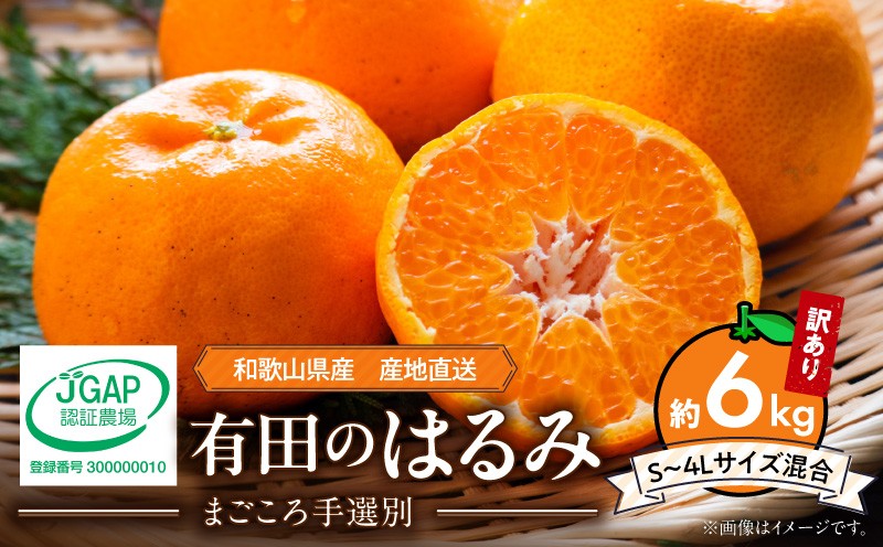 
                  【2027年先行予約】和歌山県産 有田の はるみ 【訳あり 家庭用】 約6kg (S～4Lサイズ混合)_ZE6353n
                