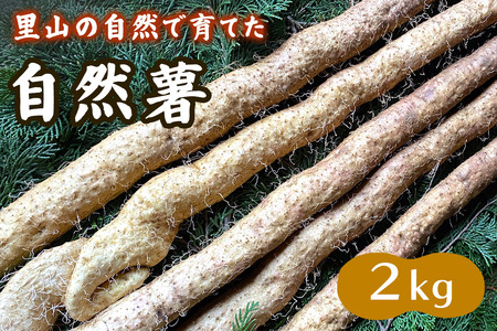 里山の自然で育てた「自然薯 2kg」｜上総自然学校 里山 禅寺 真光寺 芋 袖ケ浦 千葉 [0706]