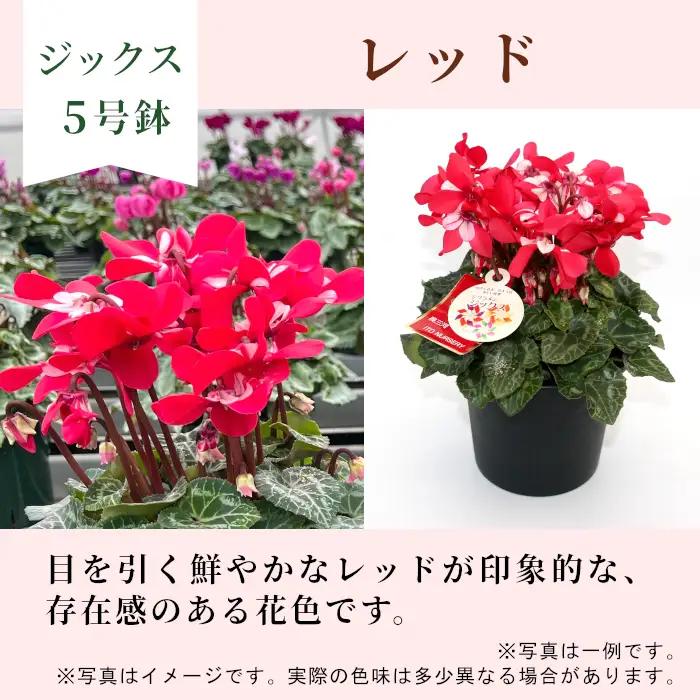 〈予約品〉【シクラメン：ジックス】農林水産大臣賞受賞 愛知県産 シクラメン ５号鉢  花 レッド プレゼント 贈り物 鉢花 鉢 ガーデン ガーデニング 高品質 クリスマス -279