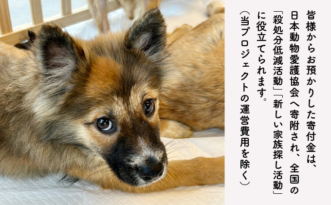 日本動物愛護協会殺処分低減活動への寄附【犬猫殺処分ゼロ】（返礼品なし）【MRI-AiD】【寄付額：3万円】【pr-0902-6】