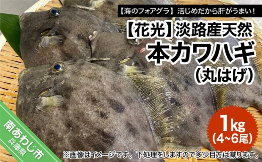 
                  淡路産天然本カワハギ（丸はげ）1kg
                