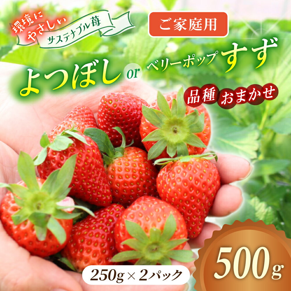 【ふるさと納税】【ご家庭用】 いちご よつぼし すず 品種おまかせ 500g （250g × 2パック） / いちご イチゴ ストロベリー 苺 自宅用 こだわり 新鮮 産直 産地直送 サステナブル 果物 フルーツ くだもの 岡山県 真庭市 ハッピーファーム