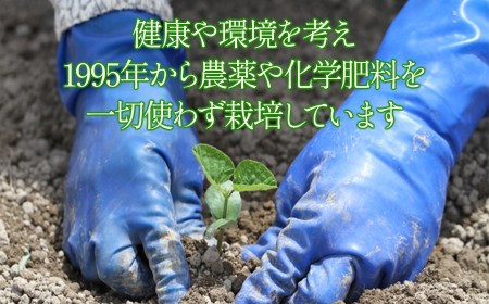 【令和8年産先行予約】 本場鶴岡市白山産 冨樫藤左エ門のだだちゃ豆(早生白山) 1.2kg  (300g×4袋)　K-831