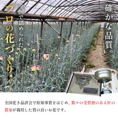 ふるさと納税 伊豆市 【先行受付・限定50セット・11月中旬〜3月下旬配送】キンギョソウ(20本前後) |  | 01