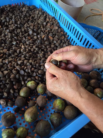 【先行受付】あしずり椿オイル100ml　天然椿使用純度100％　食用油 髪用 椿油 ヘアオイル 美容保湿【R00244】