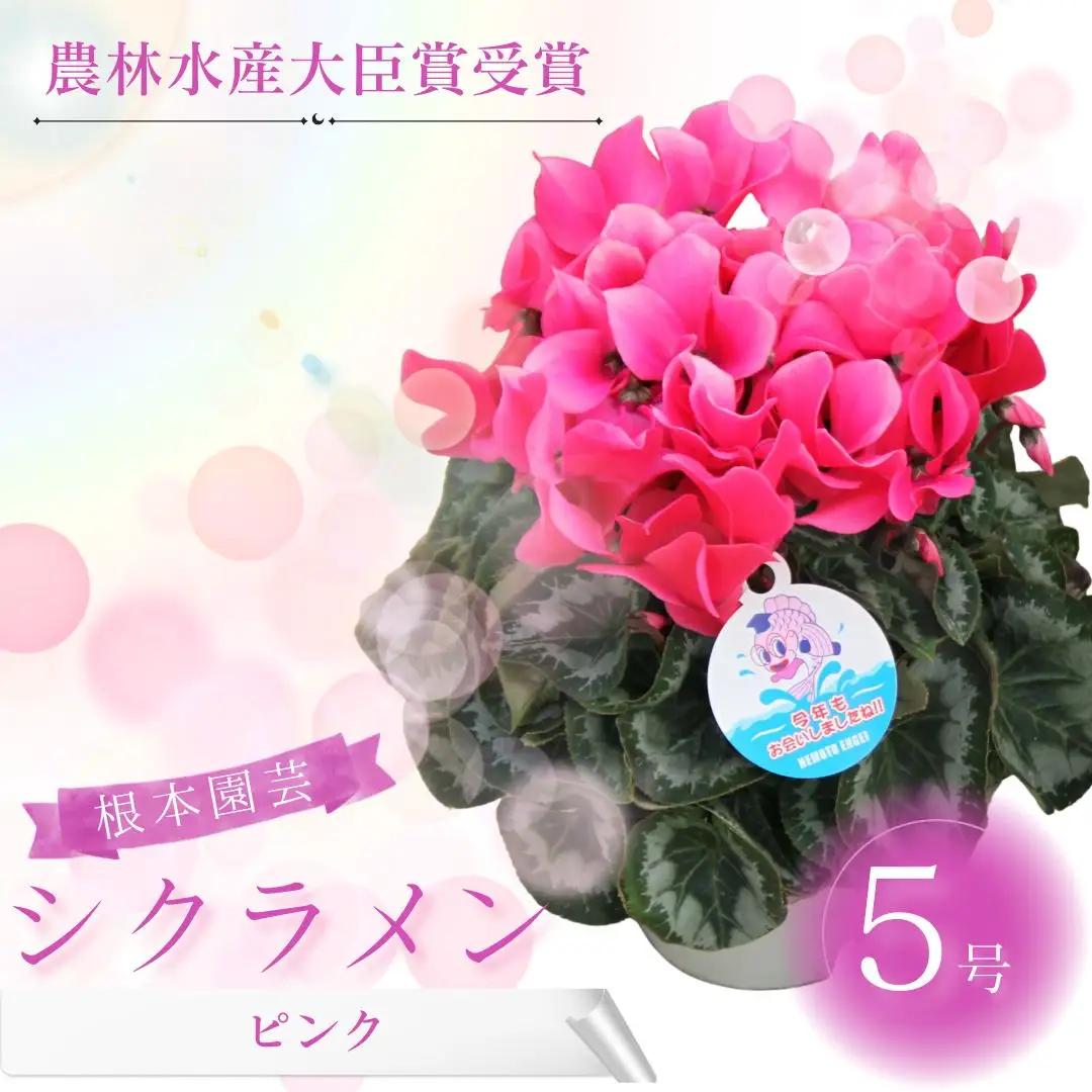 【先行予約】シクラメン ピンク系 6号鉢 花ギフト 根本園芸 | シクラメン 農林水産大臣賞