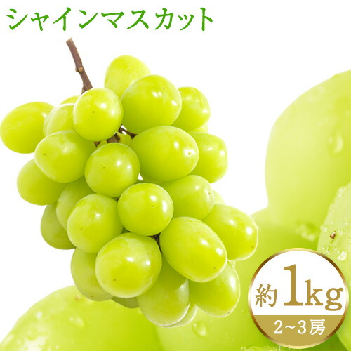 【先行予約】紀州和歌山産 シャインマスカット 約 1kg 魚鶴商店《2026年8月下旬-9月上旬頃出荷(土日祝除く)》マスカット 和歌山県 日高町 贈り物 ギフト ぶどう シャインマスカット