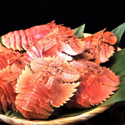 ふるさと納税 東洋町 ウチワエビボイル!1000g!あとは食べるだけ!