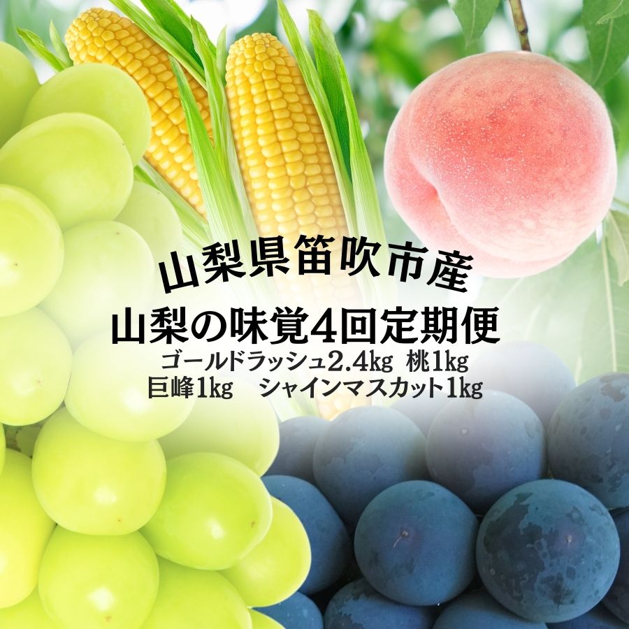 【ふるさと納税】山梨の味覚定期便　全4回　ゴールドラッシュ　桃　巨峰　シャインマスカット ★レビューキャンペーン中（4月〜6月）ふるさと納税 フルーツ 定期便 とうもろこし ゴールドラッシュ 桃 巨峰 種なし巨峰 シャインマスカット 山梨県 笛吹市 送料無料 167-141