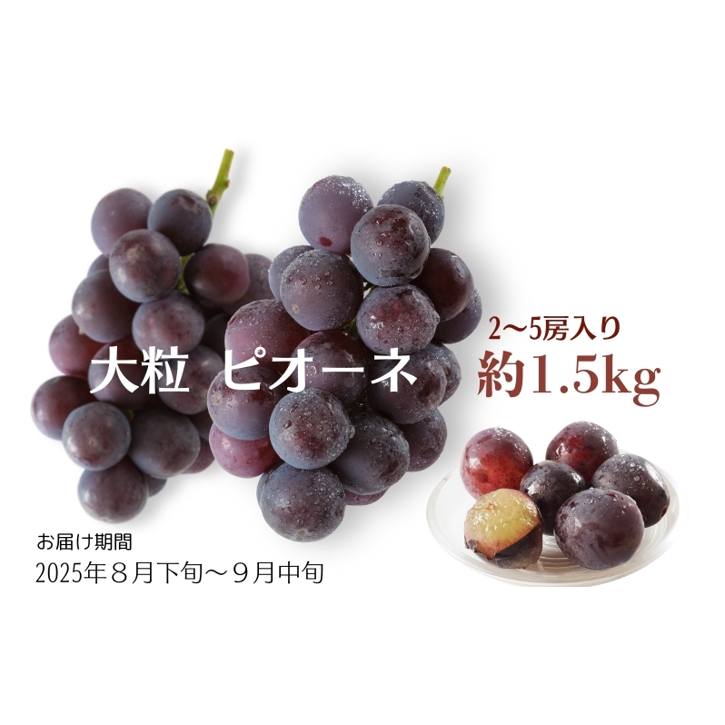 大粒 ピオーネ 約1.5kg ぶどう  フルーツ 果物 