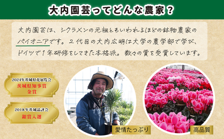 観葉植物 4号鉢 セネシオクレイニア（モンキーツリー）観葉植物