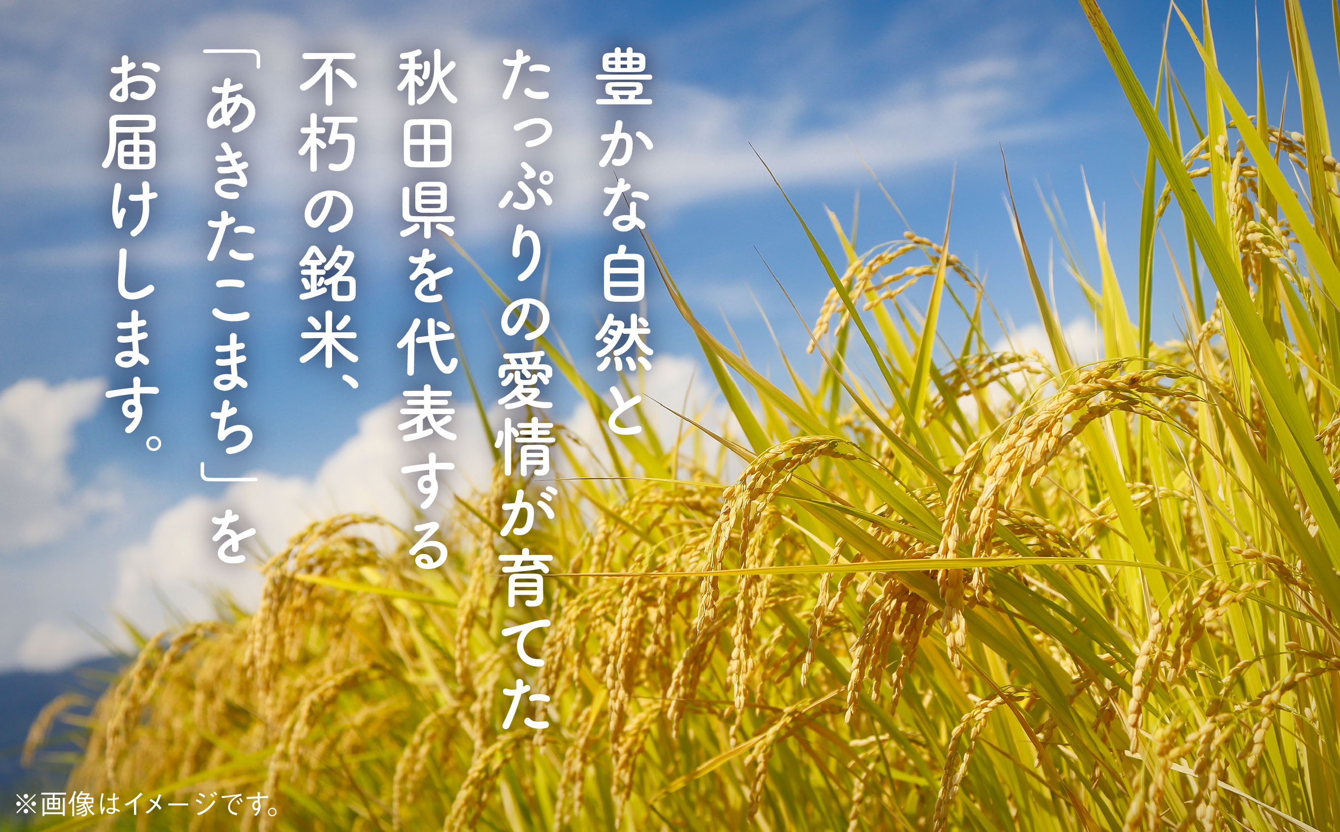 《 3ヶ月定期便 》 あきたこまち 10kg × 3ヶ月 令和6年産 精米 5kg × 2 袋 3回 3ヵ月 秋田県産 米 白米 定期 毎月 お米 コメ ごはん ご飯 ライス 小分け 旬 新鮮 グルメ