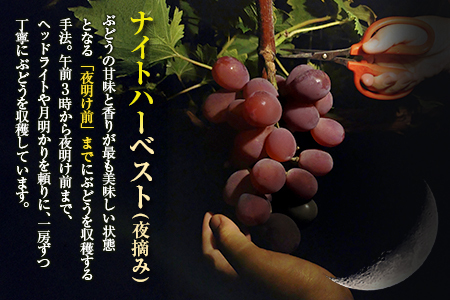 先行予約 旬の朝採り種なし葡萄［ブラックオリンピア（一番星）］合計800g以上（3房）ご自宅・ご家庭用 2025年出荷【B646】