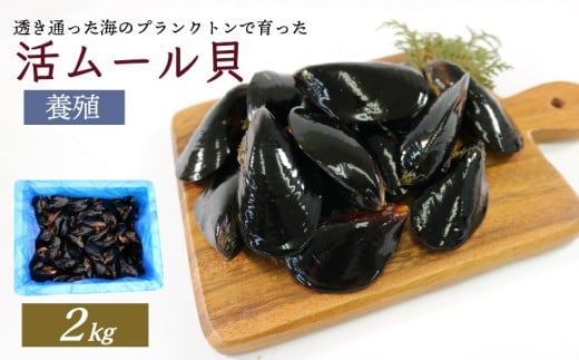 期間限定 活ムール貝 2kg 貝 むーるがい 季節限定 活 ムール貝 限定 養殖 貝類 三陸産 パエリア 蒸し パスタ 酒蒸し ピザ 海鮮 殻付き 新鮮 国産 大船渡市 岩手県 魚介 冷蔵 しゅうり貝 イガイ ムラサキガイ 三陸ムール貝