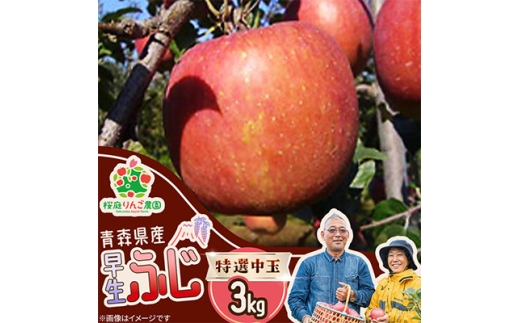 早生ふじ特選中玉3kg【1789809】