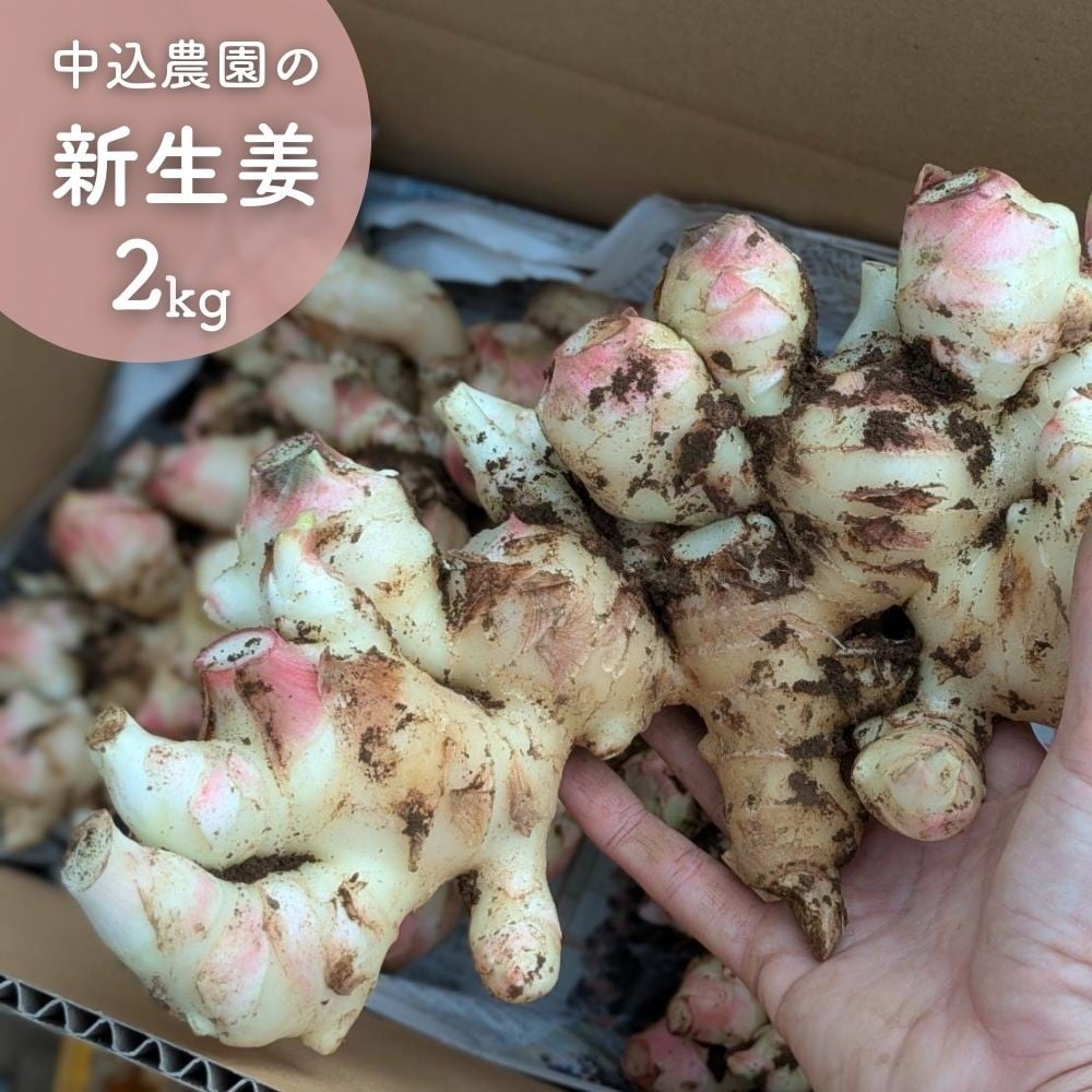 
            《 先行予約 》新生姜 2kg 千葉県八街市のしょうが農家 中込農園 農家直送 国産新生姜 期間限定 千葉県産 新しょうが 八街産 掘りたて直送
          