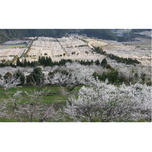 塩分控えめ！！食べやすい南高梅の梅干し JA伊万里 F10-27_イメージ2