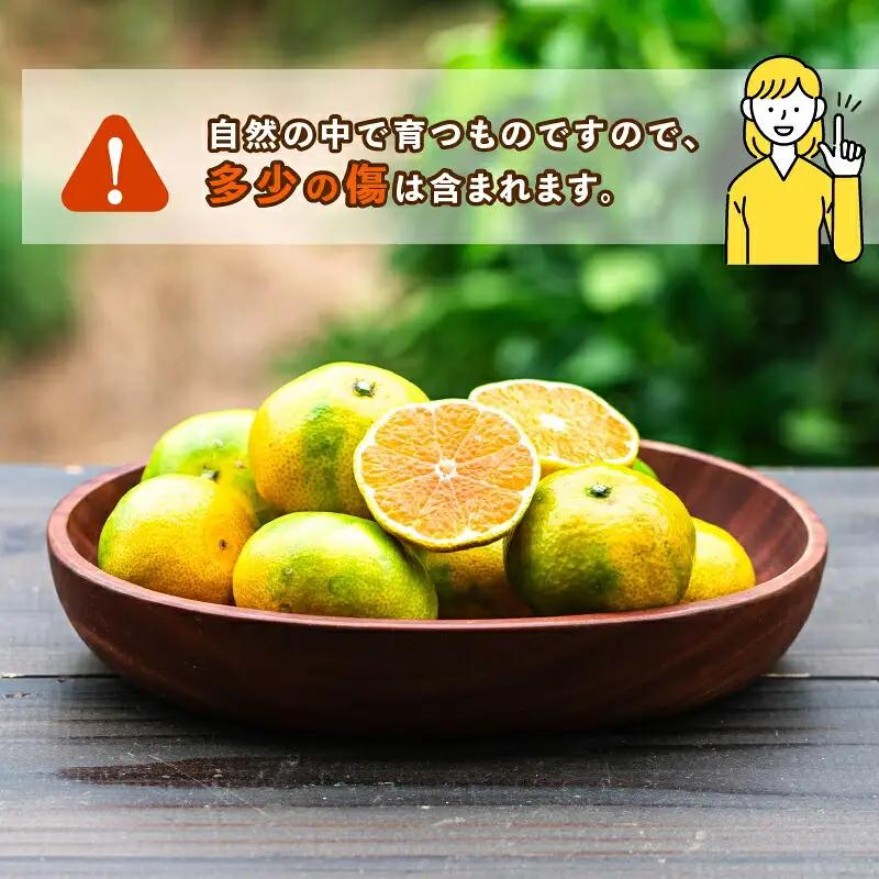 極早生みかん  5kg 日南1号 コルレオファーム 極早生みかん B010-145011