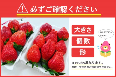 《先行予約》※2月より順次発送※ いちご「 やよいひめ 」約270g×4パック 群馬県 千代田町 ＜斉藤いちご園＞ 大粒 完熟収穫 大容量 とれたて 新鮮 送料 無料 数量 限定 甘い 豊かな 香り 