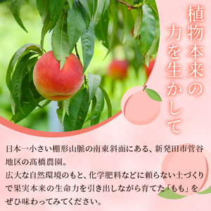 【2025年発送 先行予約】 桃 品種おまかせ 約2kg 果物 もも 桃 白桃 黄桃 桃 フルーツ 桃 高橋農園 新潟 新発田 takahashi001