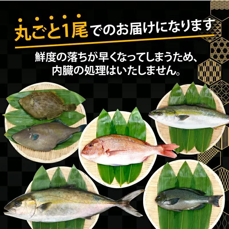 鮮魚 セット 神経締め 宇和海産 2種 こもこもShop 魚 （タイ カンパチ ブリヒラ シマアジ カワハギ イシダイ） D040-186007