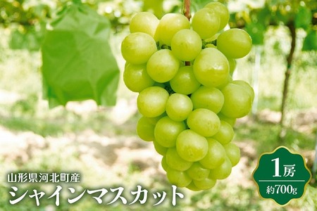 【令和8年産】シャインマスカット 700g（1房） 山形県河北町産【JAさがえ西村山】 ka008-014e-r8 国産 マスカット 緑 ぶどう ブドウ 葡萄 常温便 フルーツ 果物 果肉 青果 お取り寄せ 東北 山形県 河北町