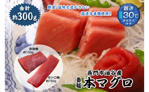 油谷産養殖本マグロ 柵セット【マグロ 刺身 冷凍 柵 中とろ さく 中トロ 赤身 まぐろ 鮪 さしみ 急速冷凍 長門市】