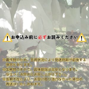 【南信州高森産】希少ぶどう 富士の輝　2房