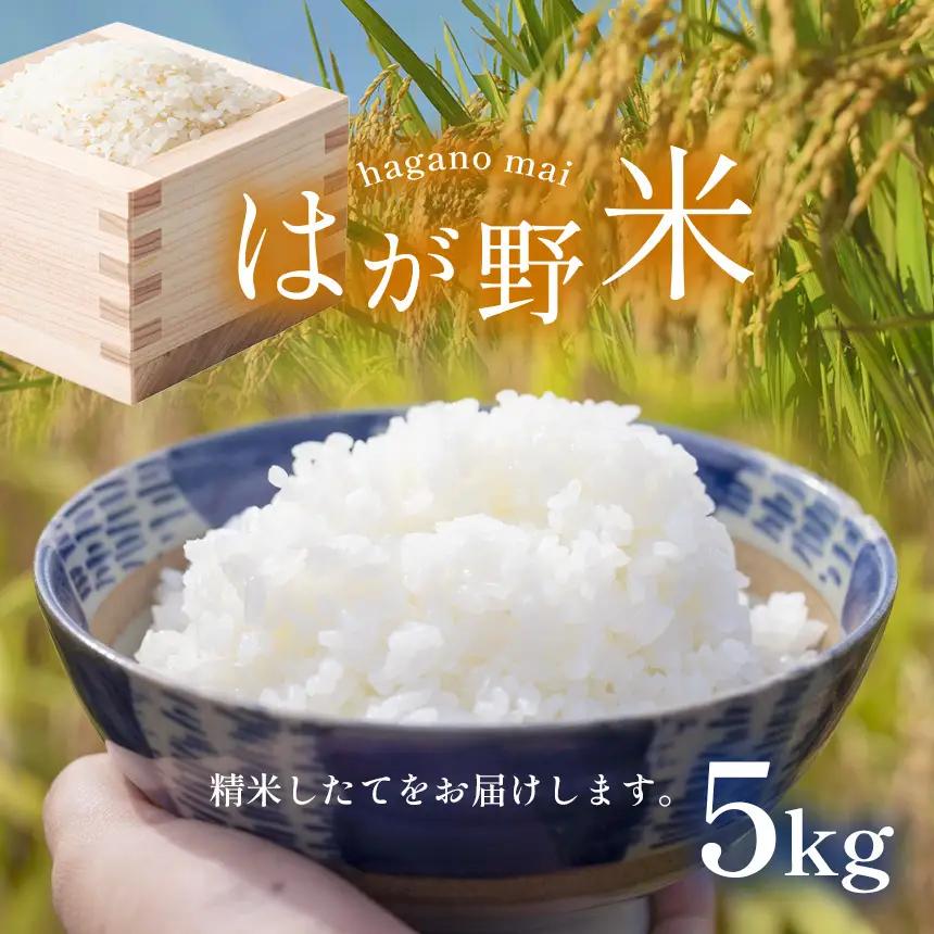 令和7年度 はが野米 こしひかり 5kg 