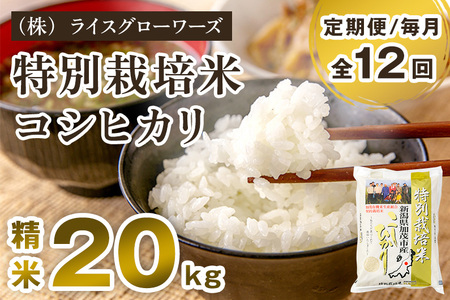 【令和8年産新米先行予約】【定期便12ヶ月毎月お届け】新潟県加茂市産 特別栽培米コシヒカリ 精米20kg（5kg×4）《10月上旬～順次出荷》 白米 従来品種コシヒカリ （株）ライスグローワーズ
