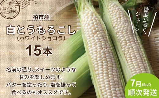 柏市産 白とうもろこし 15本 〈先行予約 2026年7月順次発送〉 〈 ホワイトショコラ 野菜 トウモロコシ コーン 甘い 国産 千葉県産 産地直送 予約 おいしい 取り寄せ おすすめ おススメ プレゼント ギフト 贈り物 大量 バーベキュー BBQ 〉
