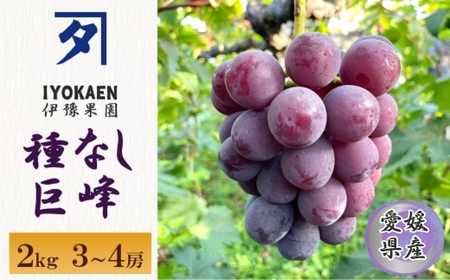 【2026年先行予約】 種なし巨峰 約2kg 【2026年8月から順次発送予定】 ぶどう 葡萄 果物 愛媛 人気 伊豫果園 伊予市｜B389